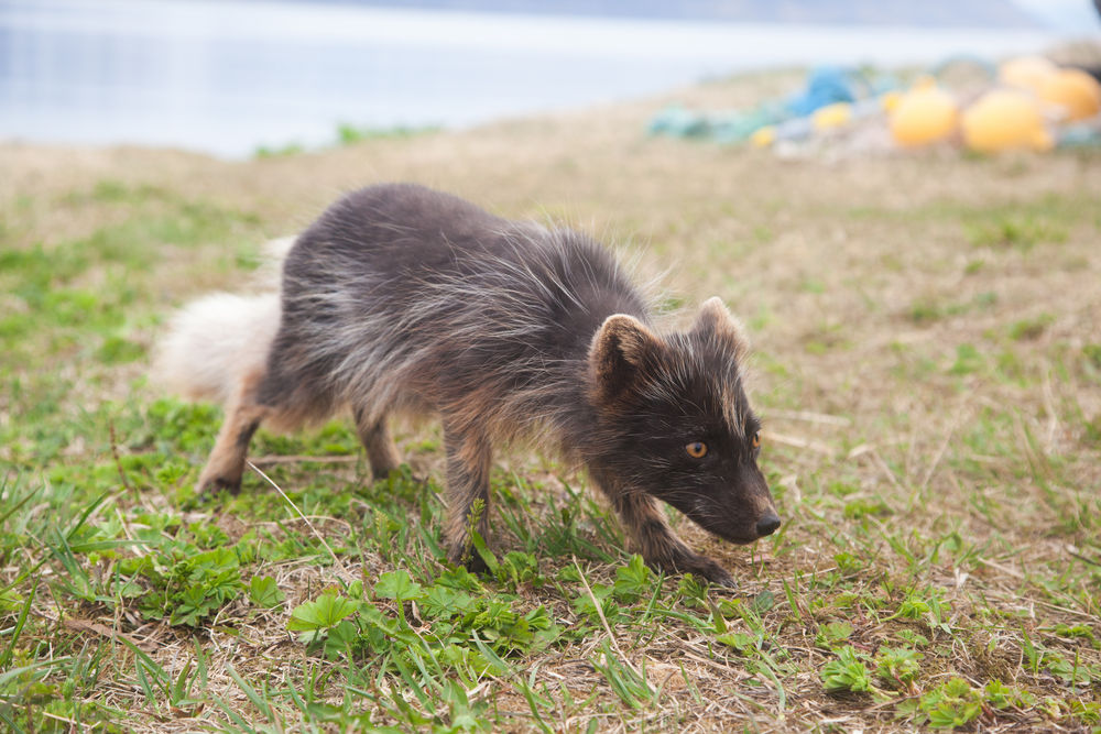 BetterAdrena – Náðu í þennan forritsauka á 🦊 Firefox (is)