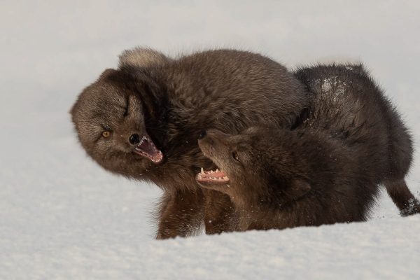 arctic-fox-photography-borea-adventures Iceland, Arctic Fox Photography by Borea Adventures