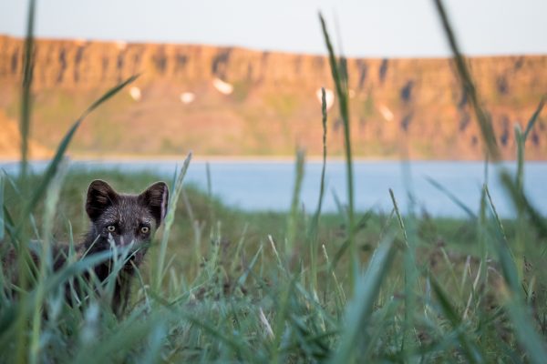 Iceland, Midnight Sun and Wild Arctic Foxes by Borea Adventures, Blog