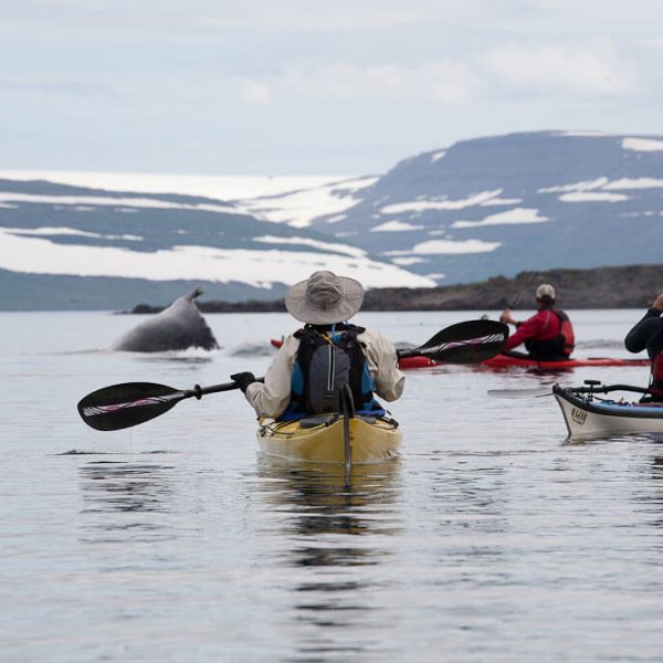 Wildlife-of-vigur-6
