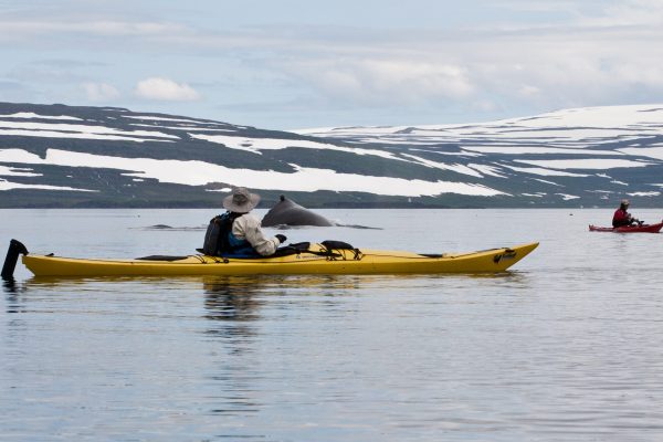 Iceland, Glacier Fjords Kayaking by Borea Adventures