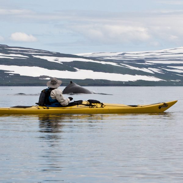 Iceland, Glacier Fjords Kayaking by Borea Adventures
