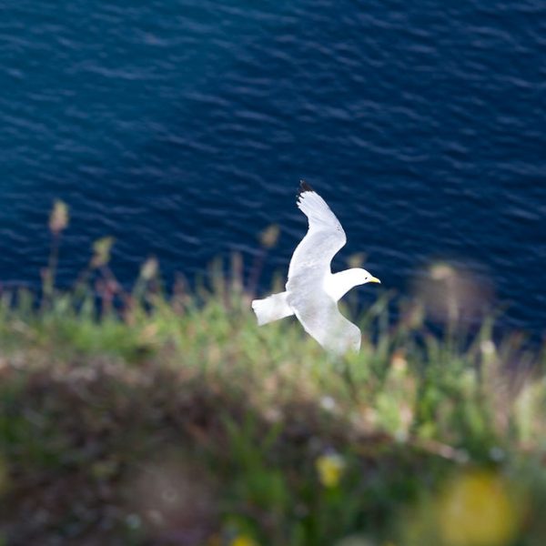 l_gallery532f51f194ce2