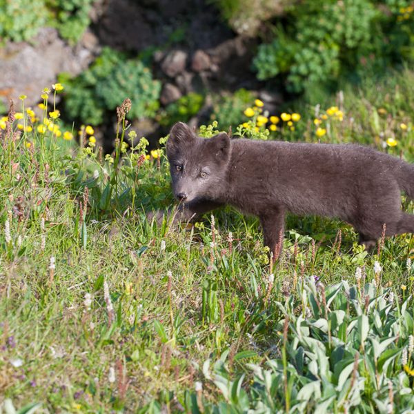 l_gallery532f51f49b28f