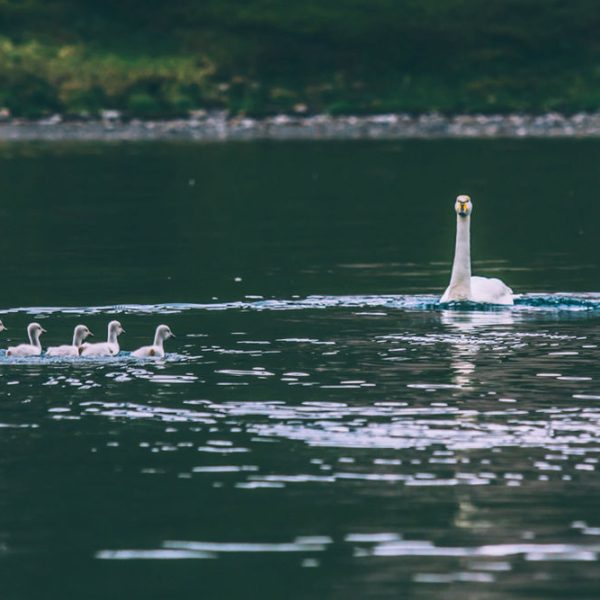 l_gallery5620ddbab6f7f