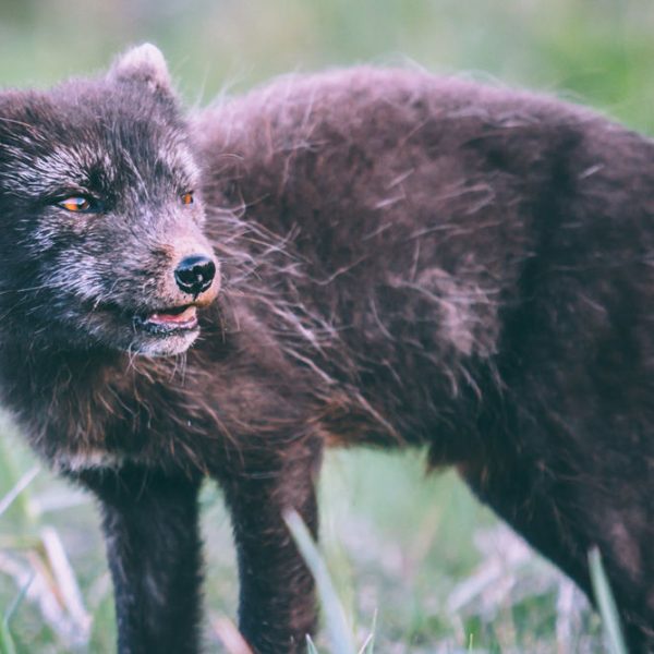 l_gallery5620ddc1c05fb