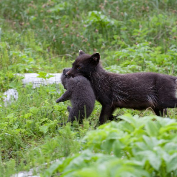 l_gallery574dbe7377bf7