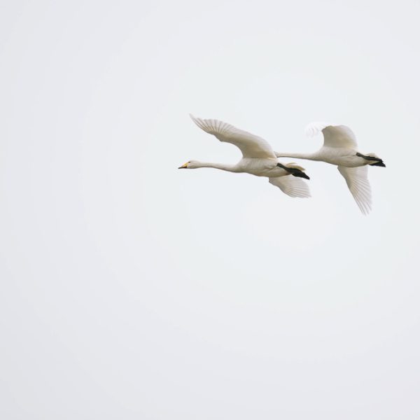 l_gallery5849fb3a0f4ed