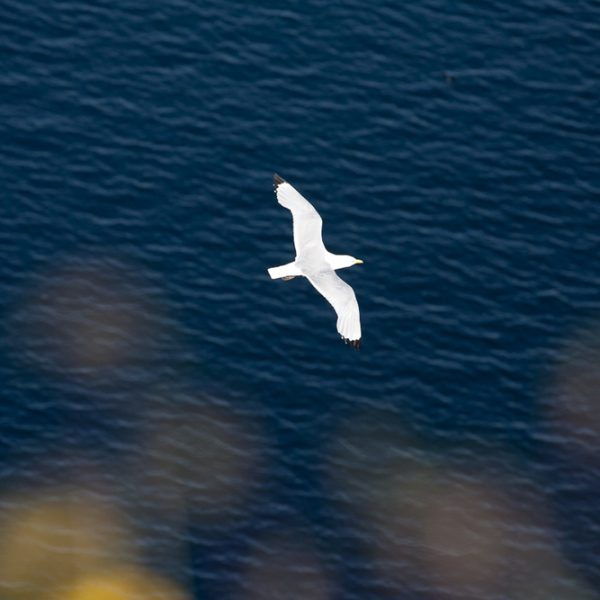 l_gallery594c556b58d84