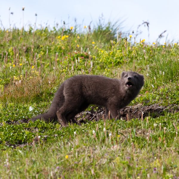 l_gallery594c557085f26