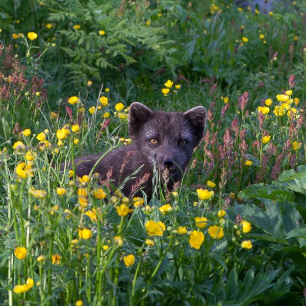 l_gallery5ba91a8229153