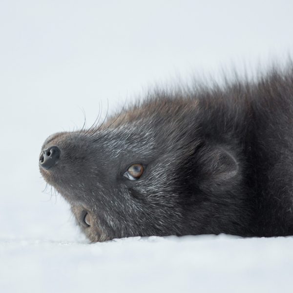 l_gallery5bf6a8a6397bf