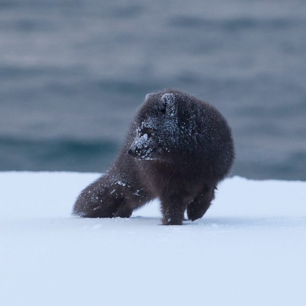 l_gallery5bf6a8aaeecc4