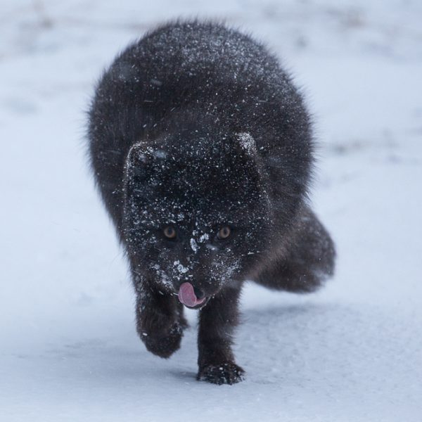 l_gallery5bf6a92023fa6