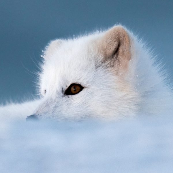 l_gallery5bfcf66958644