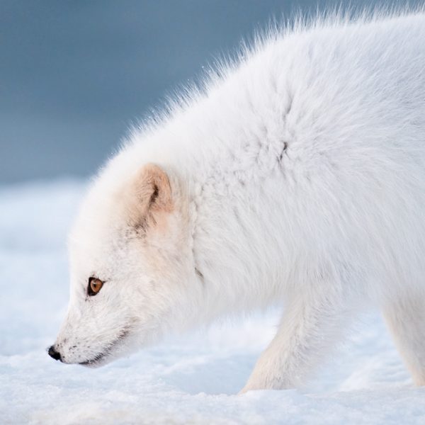 l_gallery5bfcf6704d358